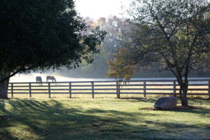 Why Choose Equine Insurance Specialists?